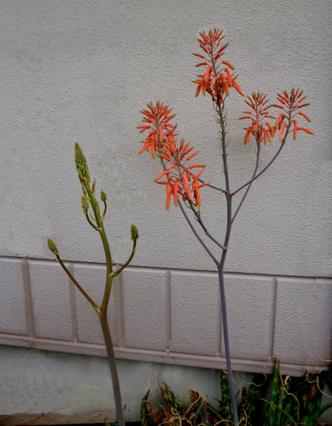 大きな花