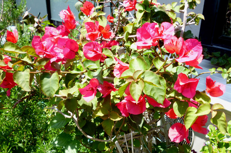 夏の花