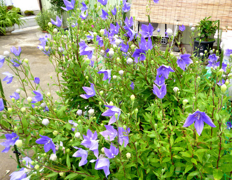 夏を待つ　花たち