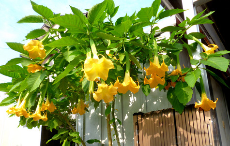 続き　　夏の花