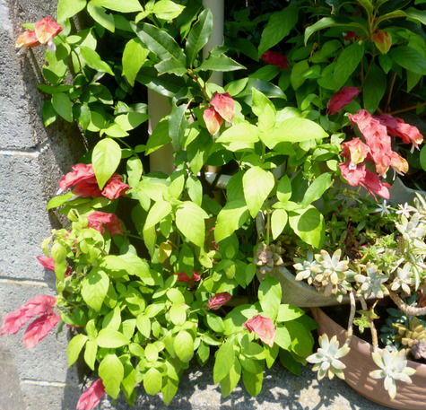 続き　　夏の花