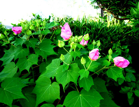 時間を守る　花たち