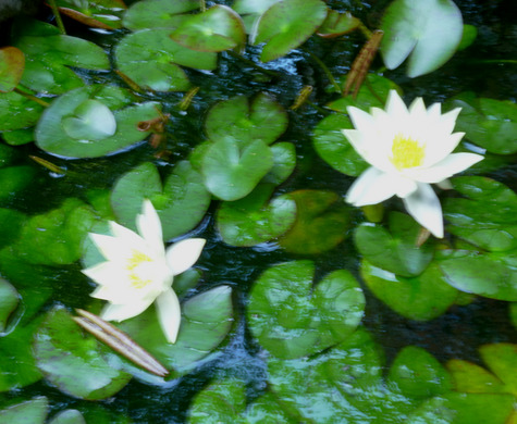 時間を守る　花たち