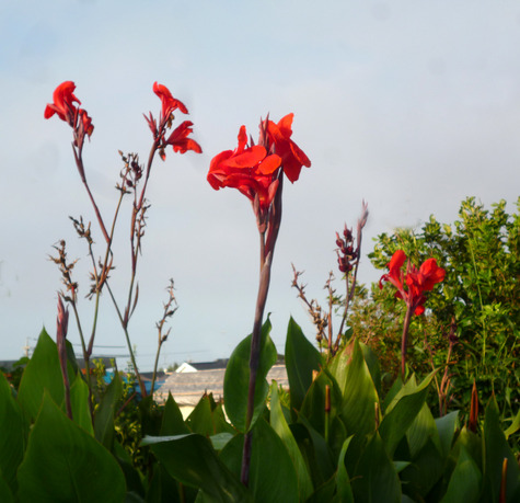 大型の花達