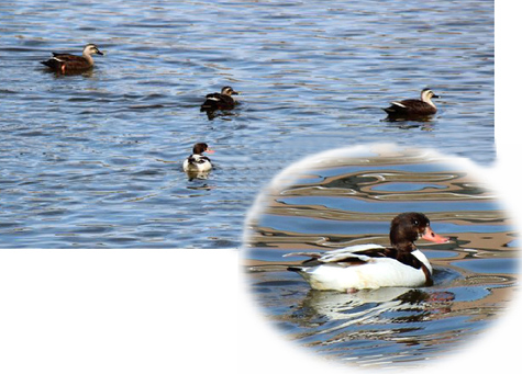 新川で見かけた水鳥です