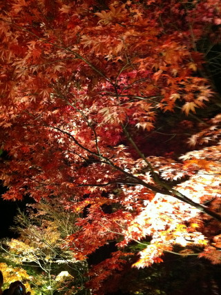 京都紅葉旅行