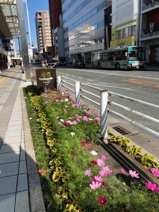 やっぱりコスモスが好き！