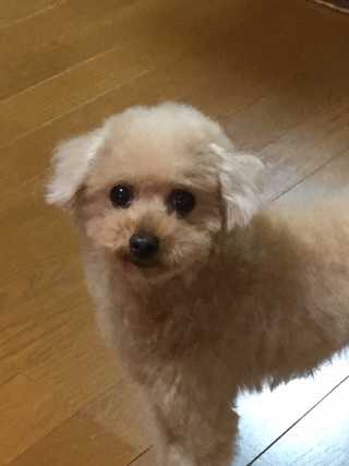 やって来ました！チョコの季節