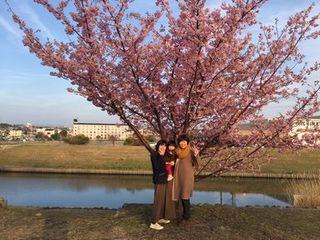 磐田の河津桜