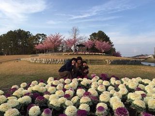 磐田の河津桜