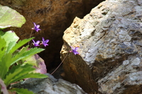 石垣の花 2018/04/06 06:00:00