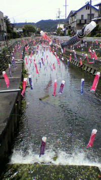 金谷に鯉大量発生 2014/05/06 13:09:19
