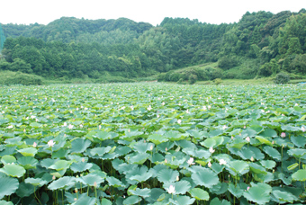 菖蒲ヶ池