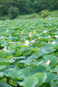 菖蒲ヶ池
