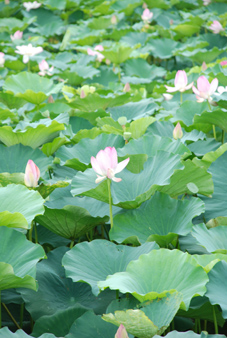 菖蒲ヶ池