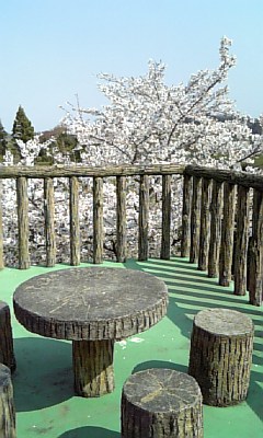 花見一緒にしませんか？