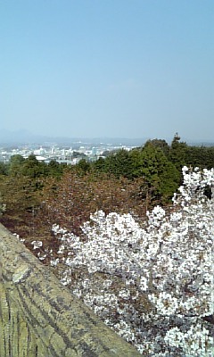 花見一緒にしませんか？