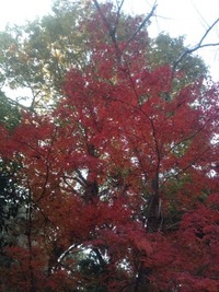 近場で紅葉 2011/12/14 18:19:11