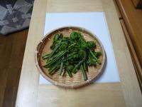 こごみを頂きました