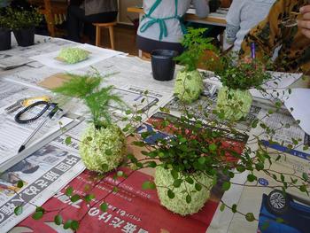苔玉を作りました