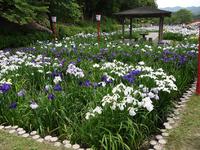 菖蒲園に行ってきました