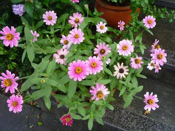 夏の花が咲き揃いました♪