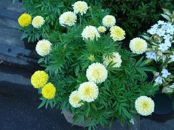 夏の花が咲き揃いました♪