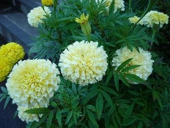 夏の花が咲き揃いました♪
