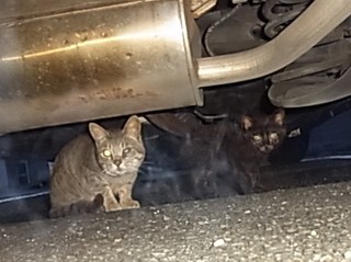 ネコの夕涼み