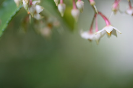 メデタイ　花と実