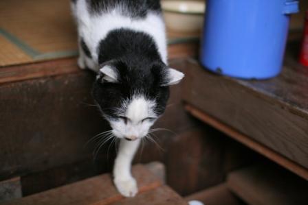 ねぇ、ちょいと