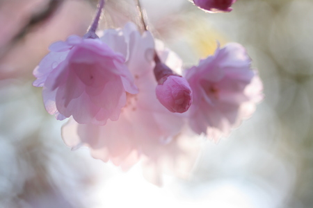 枝垂桜