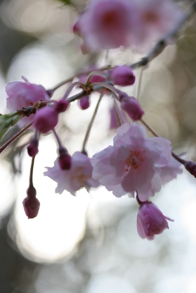 枝垂桜