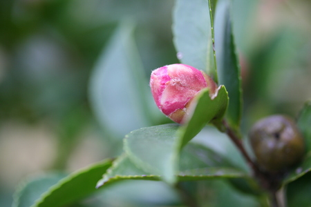 冬に咲く花