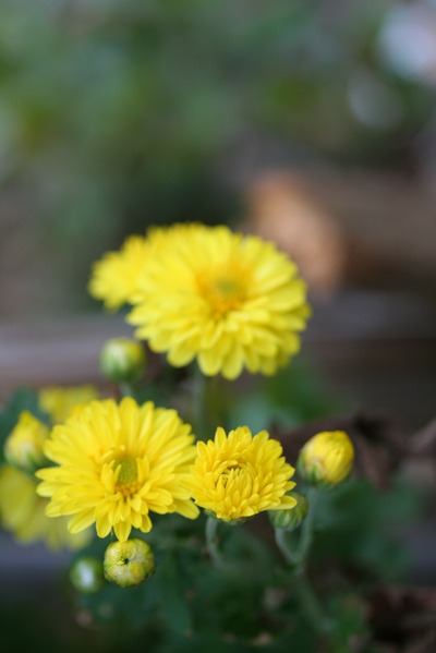 小菊