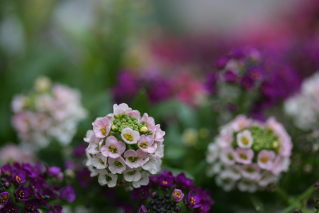 フユ　に　咲く花