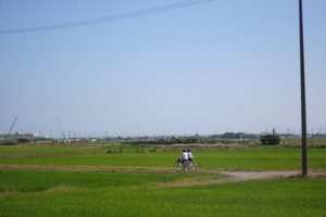 お題☆青田風