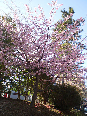 花全景