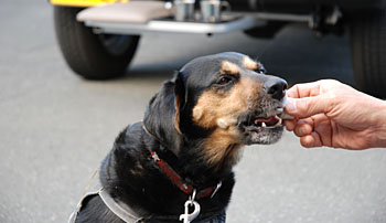 犬