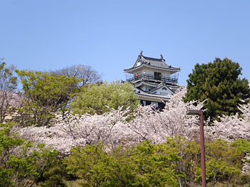 浜松城の桜