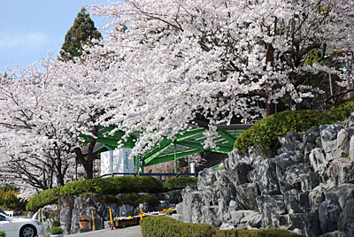 竜ヶ岩洞の桜