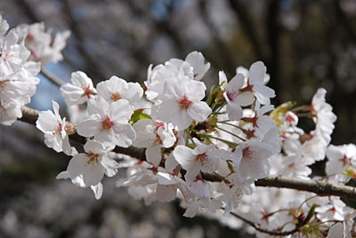 桜アップ
