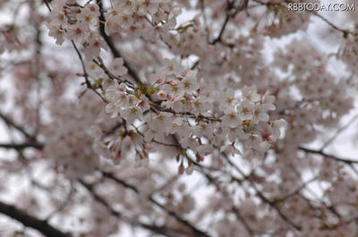 桜開花予想
