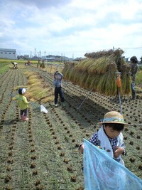 稲刈り
