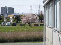 去年の桜 2011/03/15 17:28:16