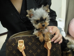 VUITTON★ワン