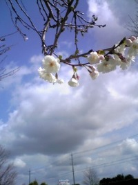 サクラが咲いたよ 2009/03/22 00:17:03