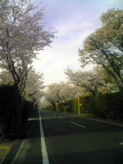 桜 満開