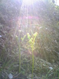 わらび 2009/04/11 15:58:03