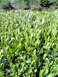 お茶摘み 2009/04/26 13:05:05